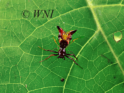 Arrow-shaped Micrathena (Micrathena sagittata)